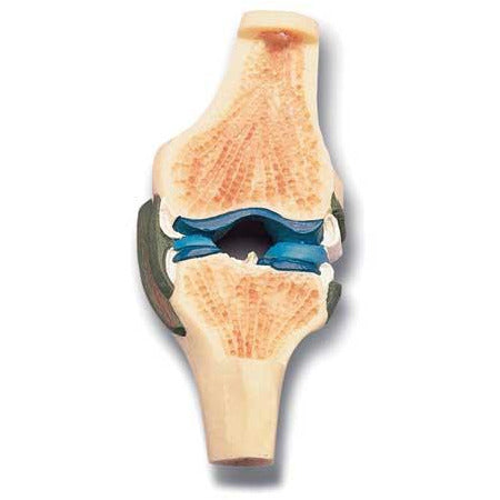 Longitudinal Section - Model Knee