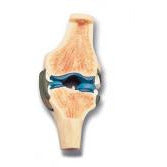 Longitudinal Section - Model Knee