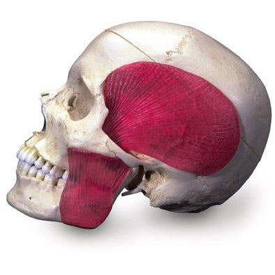 System Combined Skull - 9 Part