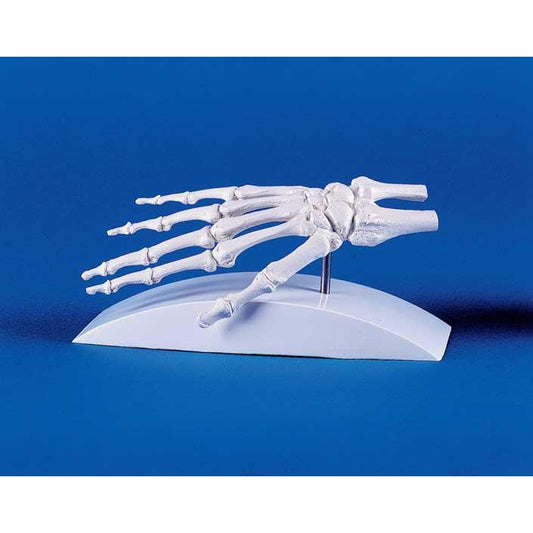 Skeleton of the Hand