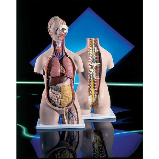 Sexless Torso With Open Back