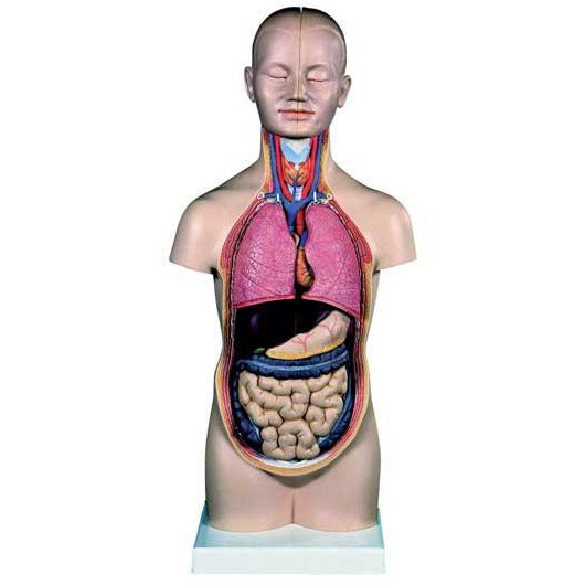 Mini Torso With Detachable Head