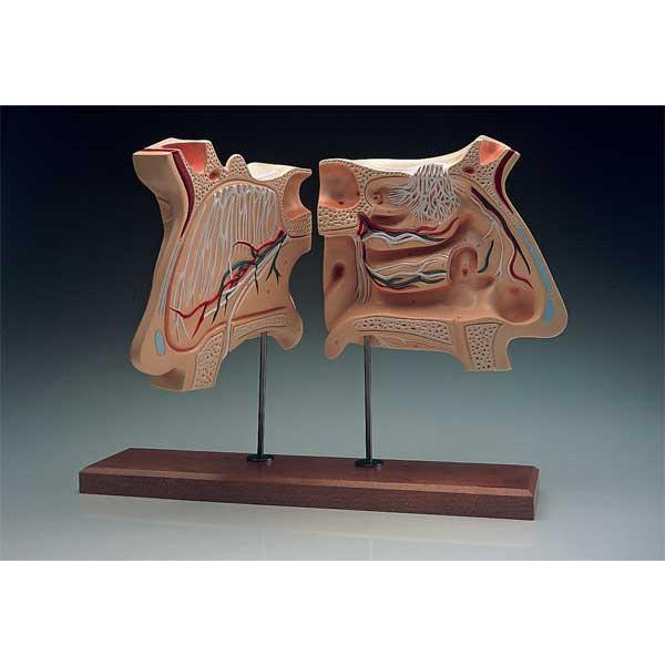 Nose And Olfactory Organ