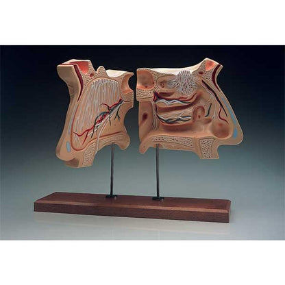 Nose And Olfactory Organ