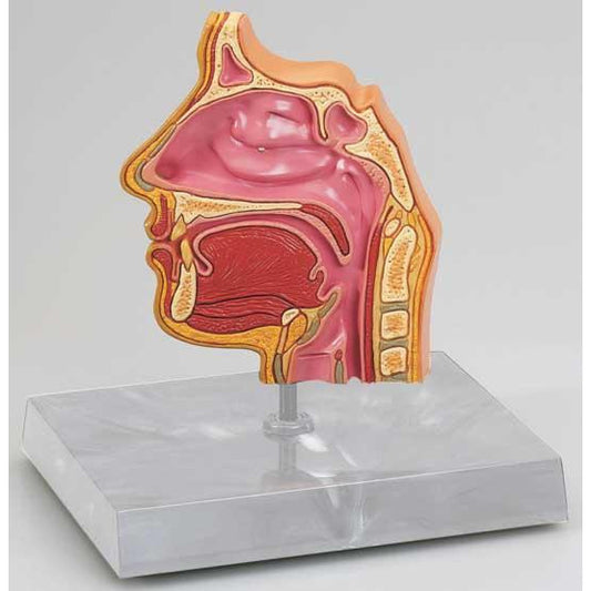 Nose and Sinus Model