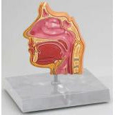 Nose and Sinus Model