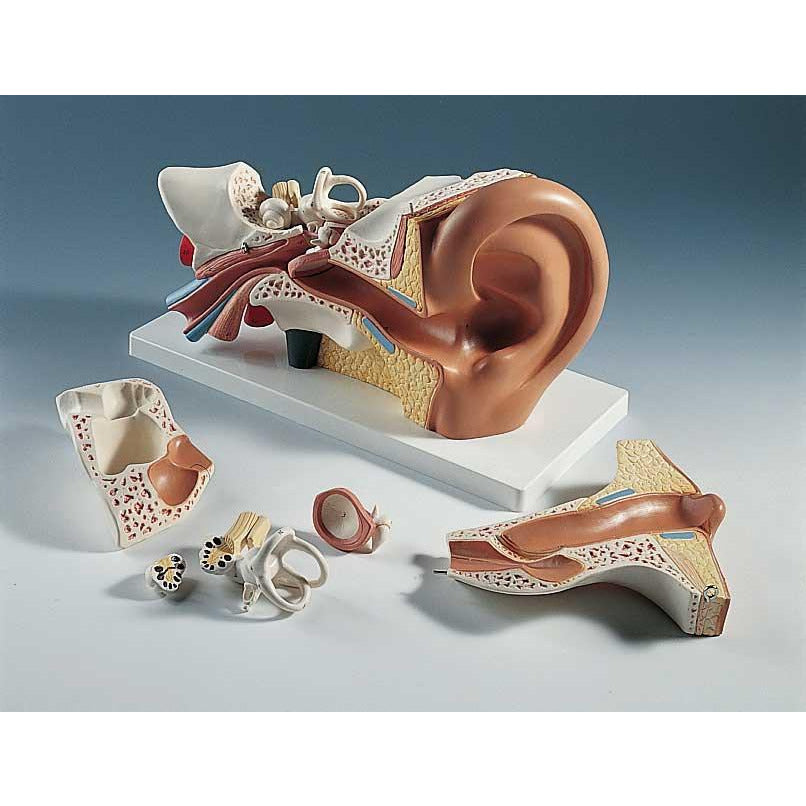 Ear Model - Advanced Version, 6 - Part