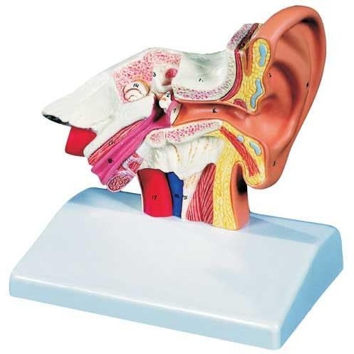 Desktop Ear Model