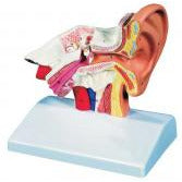 Desktop Ear Model