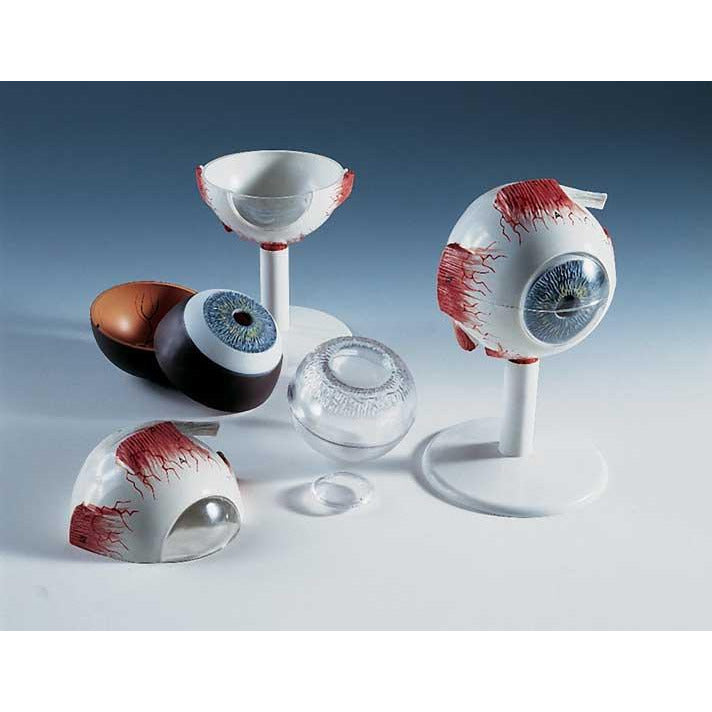 Eye Model In Orbit In 7 Parts