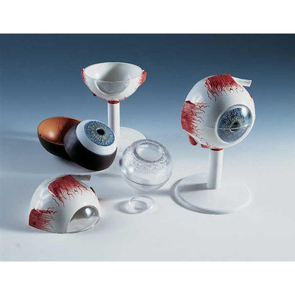 Eye Model In Orbit In 7 Parts