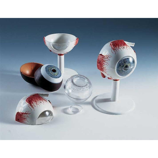 Eye Model In Orbit In 7 Parts