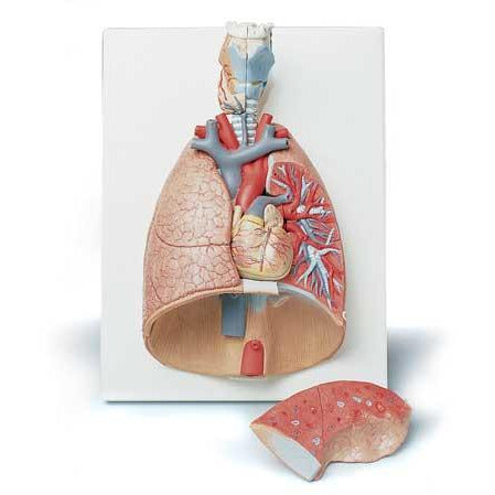 Lung Model, 7 - Part