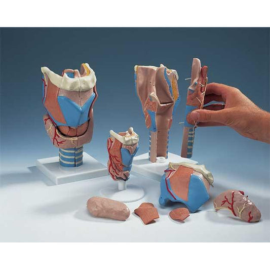 Larynx Function Model, 7 - Part