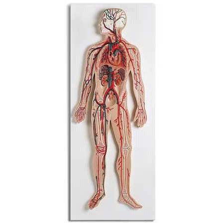 Circulatory System Relief Model