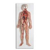 Circulatory System Relief Model