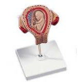 3rd Month Embryo Model