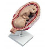 7th Month Fetus Model