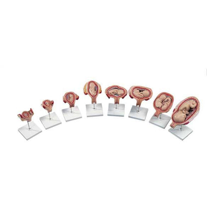Complete 8 Model Series Plus Embryo