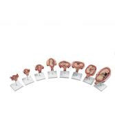 Complete 8 Model Series Plus Embryo