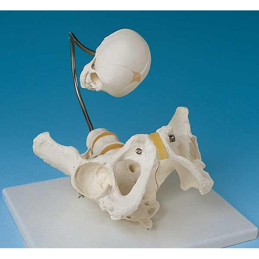 Birthing Pelvis