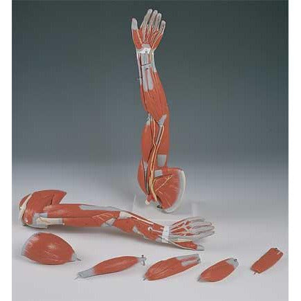 Arm Muscles, 6 - Part