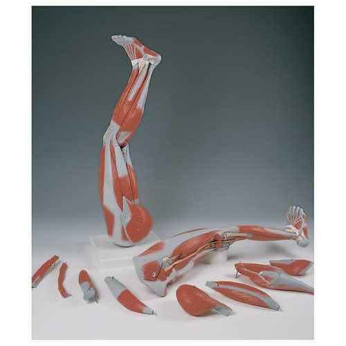 Left Leg Muscles. 9 - Part