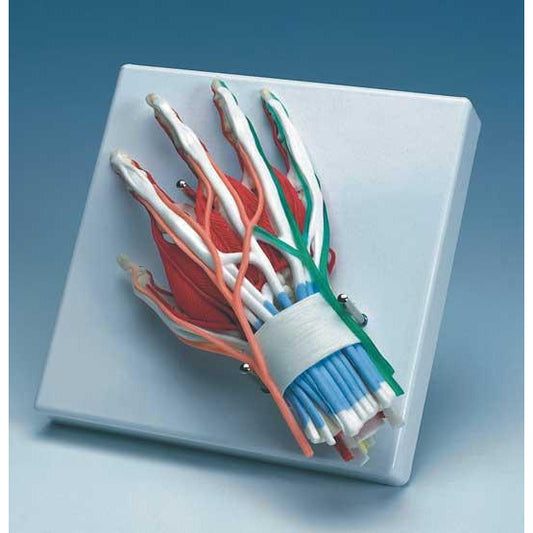 Hand with Hand Joint