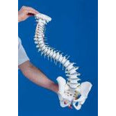 Mini Spine - 30cm High on Stand