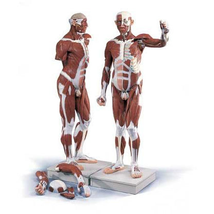 Male Muscular Figure