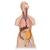 Classic Unisex Human Torso Model with Opened Neck and Back, 18 part - 3B Scientific