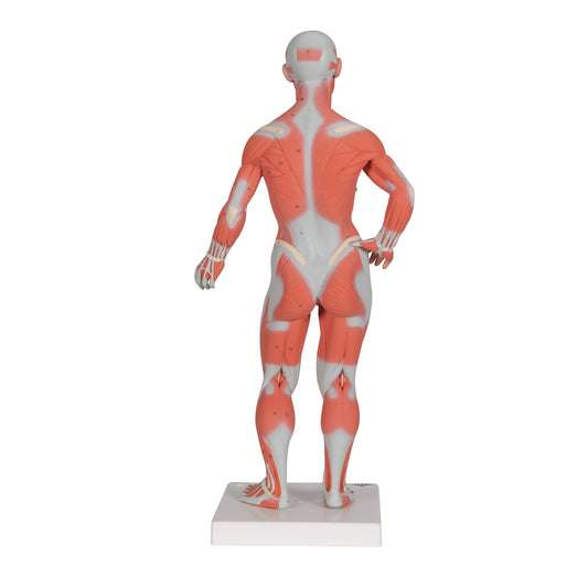 1/3 Life-Size Human Muscle Figure, 2 part - 3B Scientific
