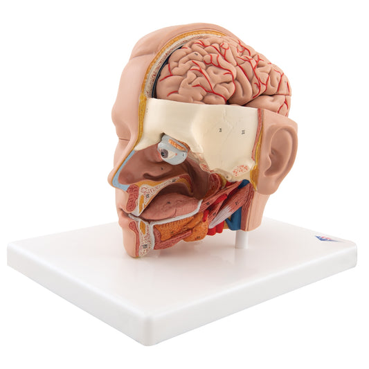 Human Head Model, 6 part - 3B Scientific