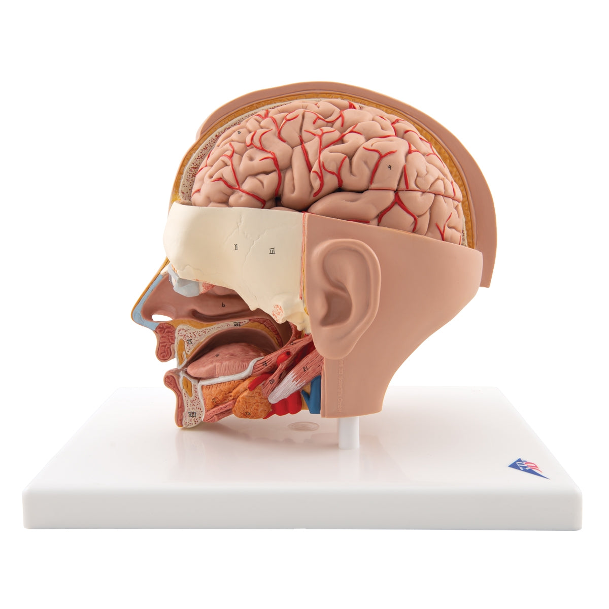 Human Head Model, 6 part – Medisave UK