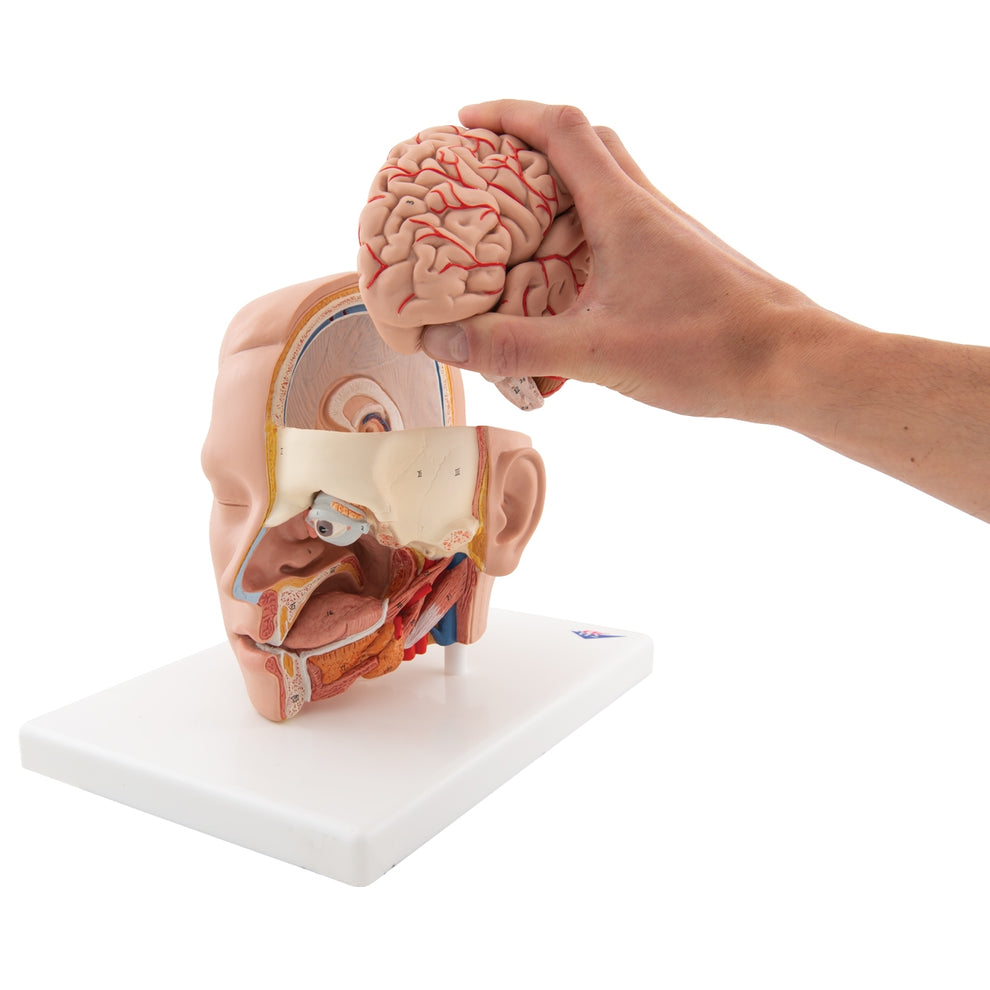 Human Head Model, 6 part – Medisave UK