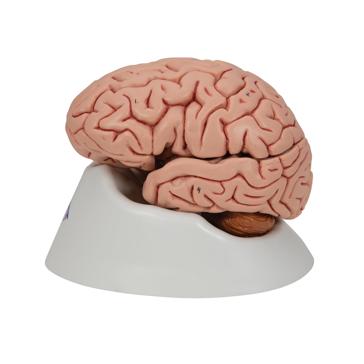 Classic Human Brain Model, 5 part