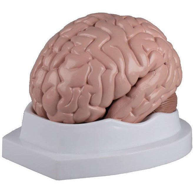Brain Model - 5 Parts