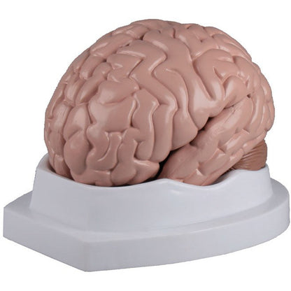 Brain Model - 5 Parts