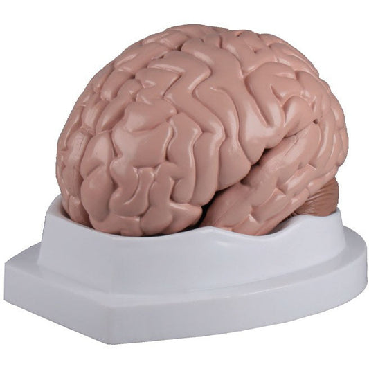 Brain Model - 5 Parts