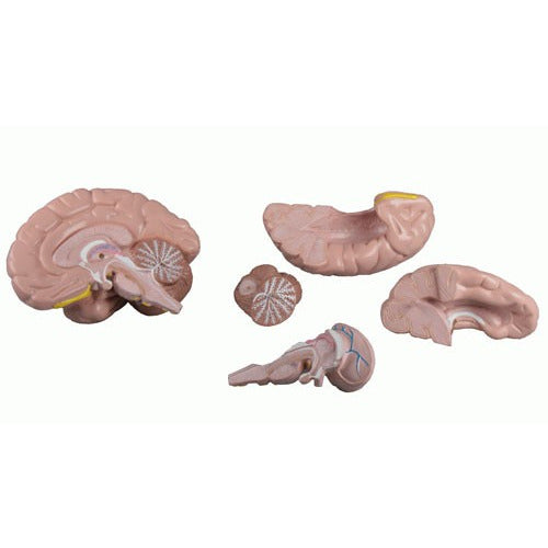 Brain Model - 5 Parts