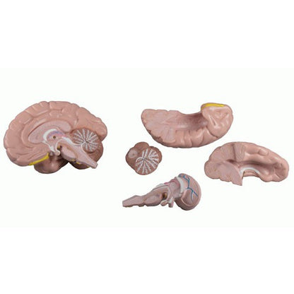 Brain Model - 5 Parts