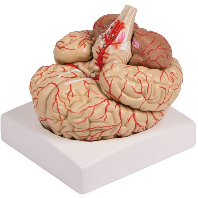 Brain Model - 9 Part with Arteries