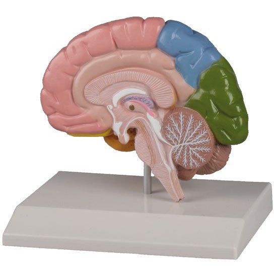 Regional Right Brain Half - 