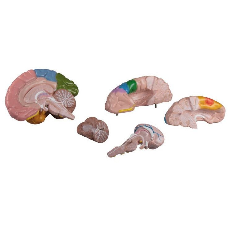 Functional / Regional Brain - 5 Parts