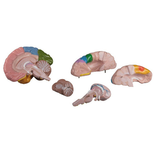 Functional / Regional Brain - 5 Parts