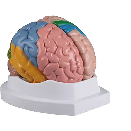 Functional / Regional Brain - 5 Parts - 