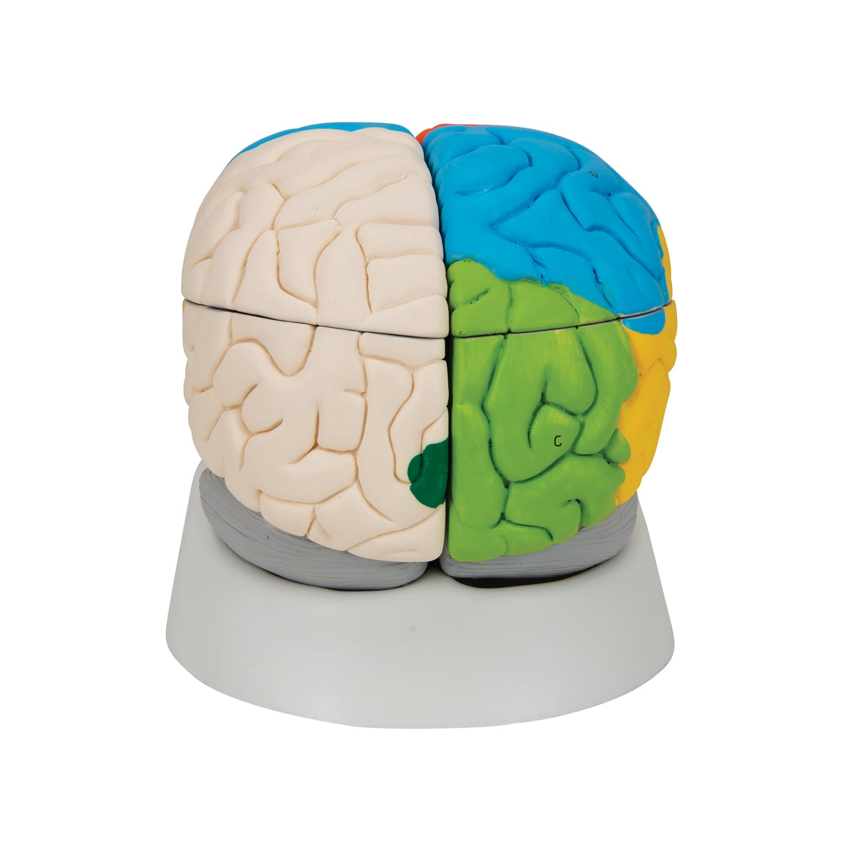 Human Neuro-Anatomical Brain Model, 8 part