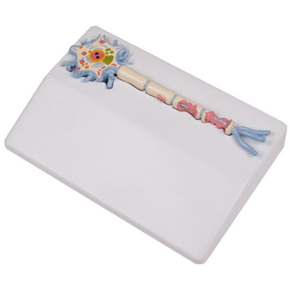 Neuron Model with Stages of Multiple Sclerosis