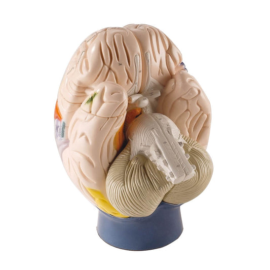 Neuro-Anatomical Brain - 4-Part - 2 Times Life-Size - Erler Zimmer