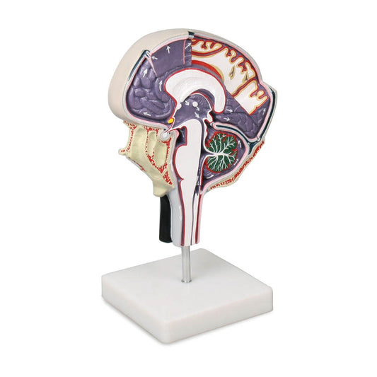 Cerebro-Spinal Fluid Circulation - Erler Zimmer